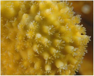 Cervicornis polyps