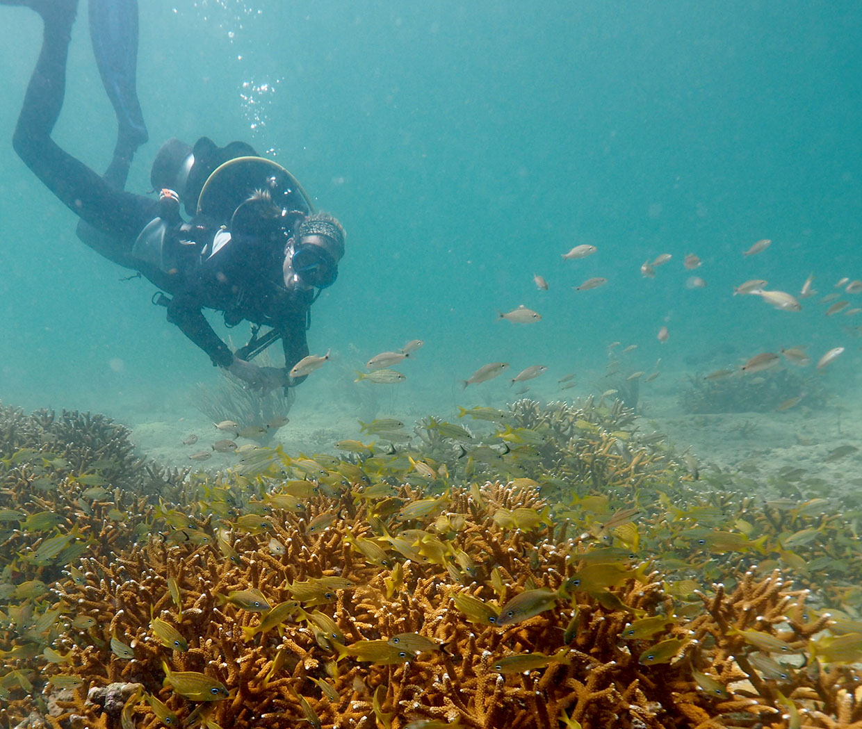 Benthic 