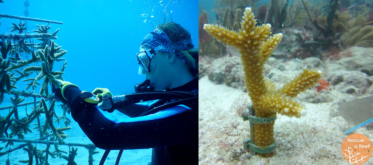 Benthic Ecology