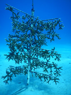 Coral Reef Restoration