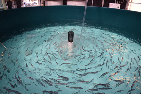 Fish Hatchery
