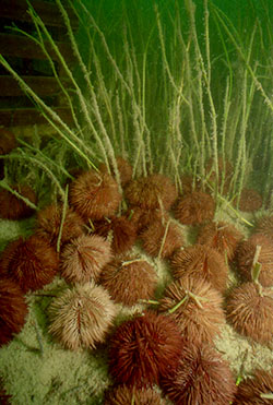 benthic Lab