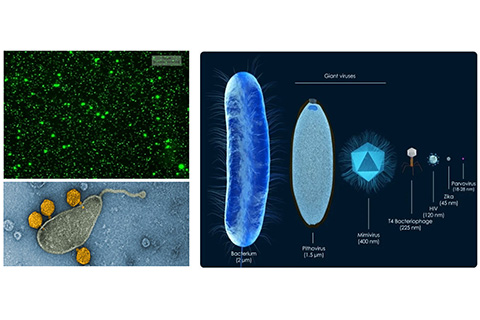 rosenstiel school Microbial and ecology