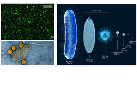 rosenstiel school Microbial and ecology