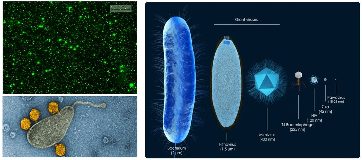 rosenstiel school Microbial and ecology